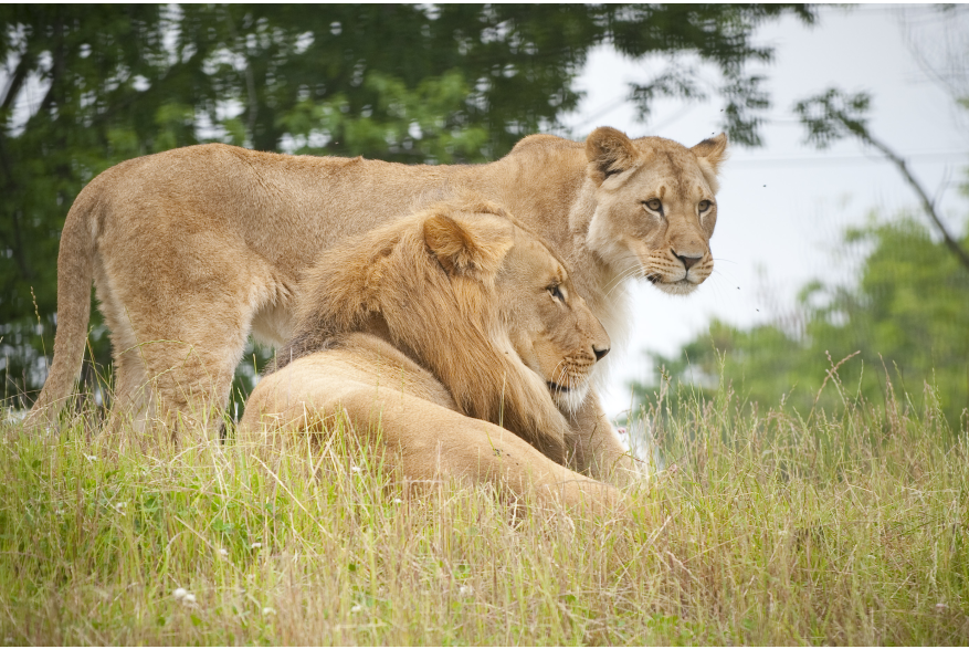 Bill and Ida Lion
