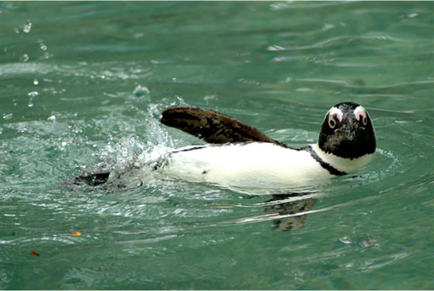 Penguin at Fort Wayne Children's Zoo