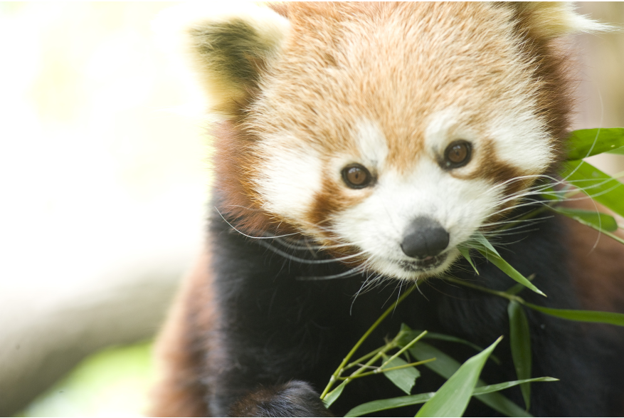 Red Panda at the Zoo