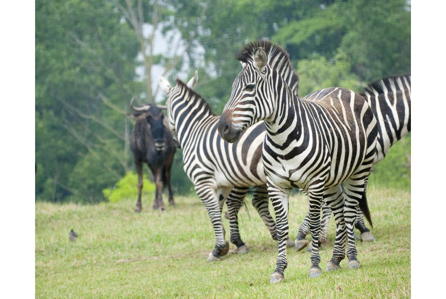 Zebras at the African Journey