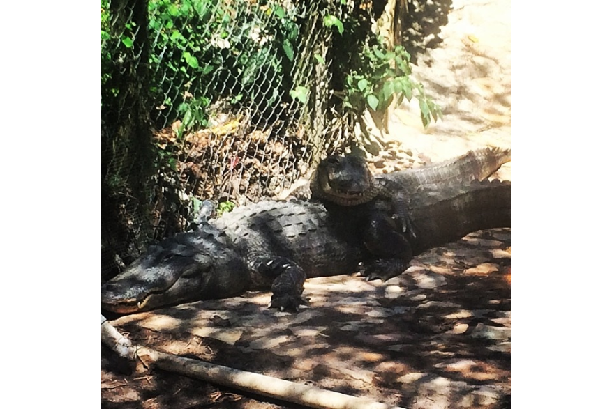 Instagram photo liked on 04/24/14