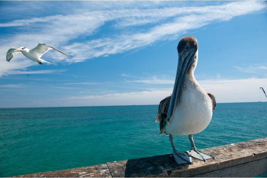 Pelican enjoying the beach