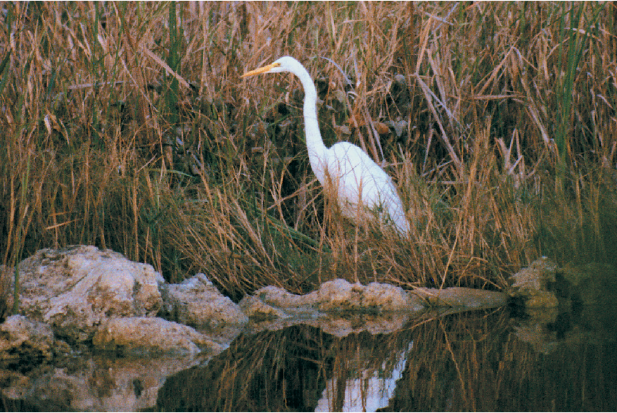 Heron in the Everglades