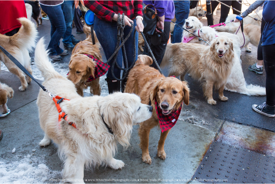 Golden Retrievers socialize during Goldens in Golden celebration.