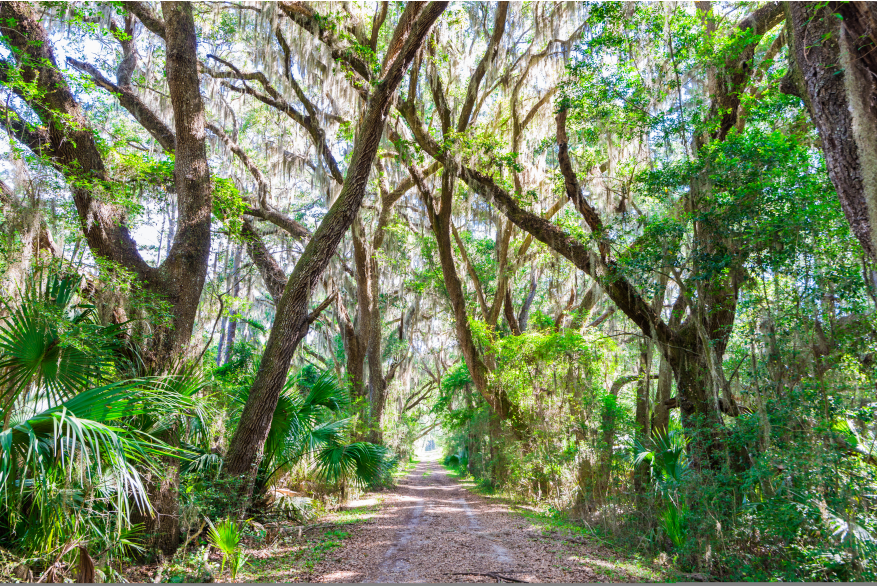 An ancient maritime forest at Cannon's Point Preserve on St. Simons Island