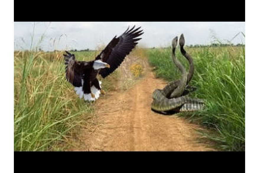 Video Thumbnail - youtube - EAGLE vs SNAKE Real Fight ►► Mongoose Lion Cheetah Ostrich Wild Serval Cat - Amazing Animal Attacks