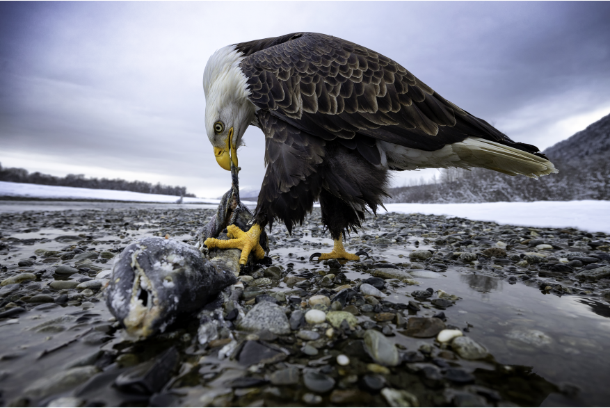 Bald eagle with a salmon near the river