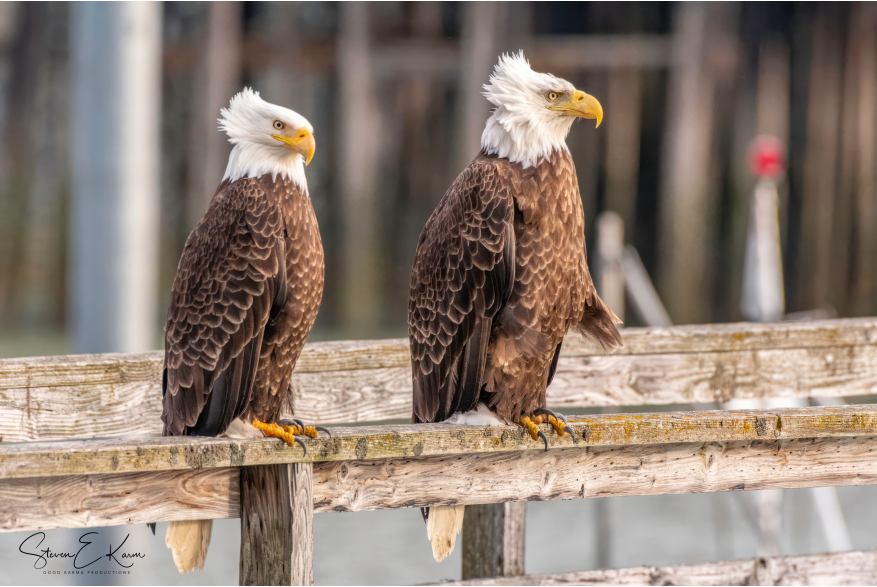 Bald Eagle bad hair day
