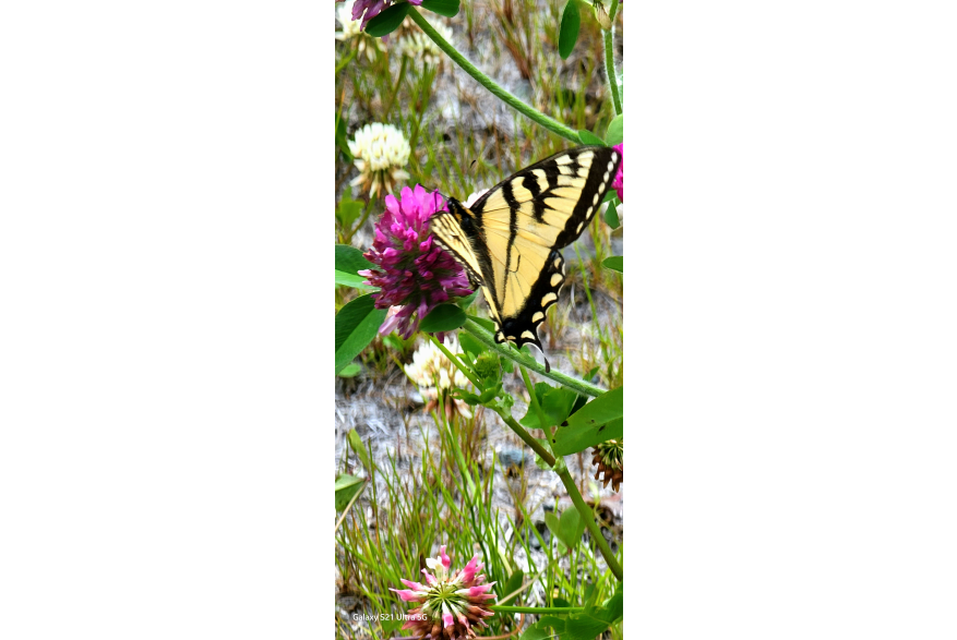 Butterfly and flowers 19 mile Haines Highway