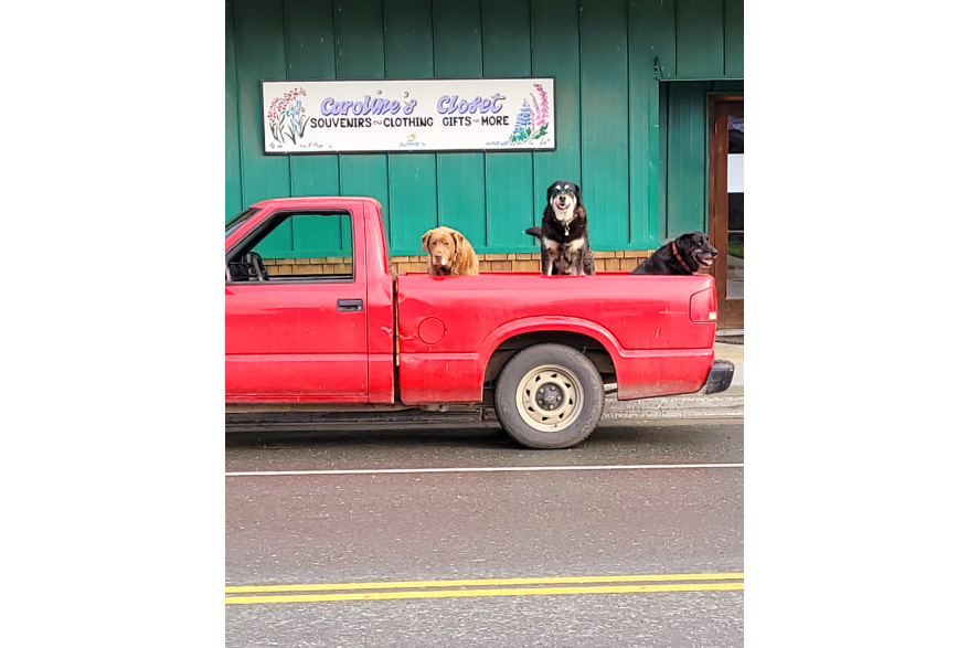 Dogs in a truck