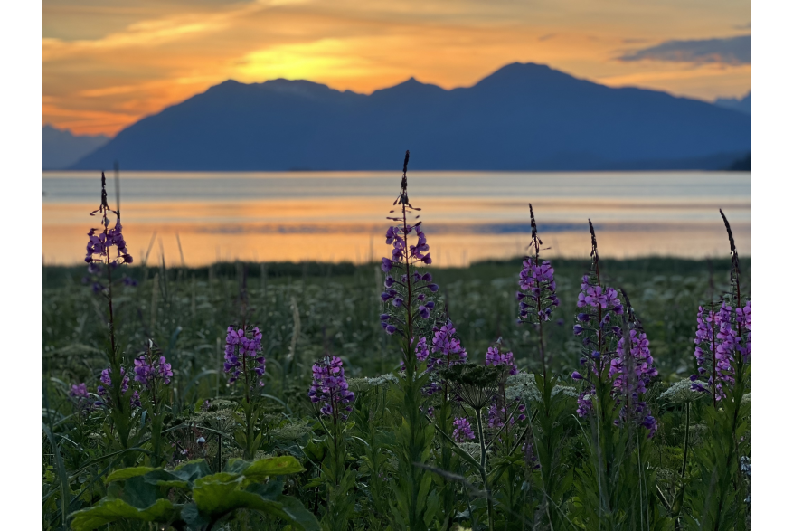 Fireweed near Chilkat State Park