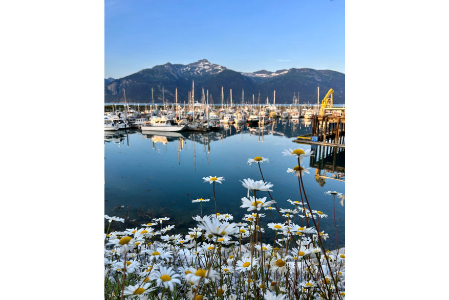 Daisies and the boat harbour at sunset