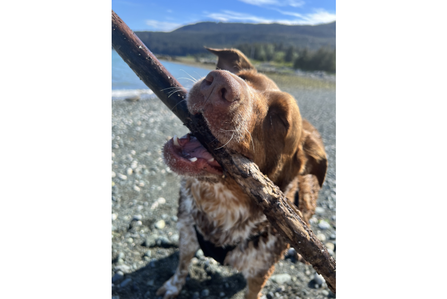 happy dog with stick on beach