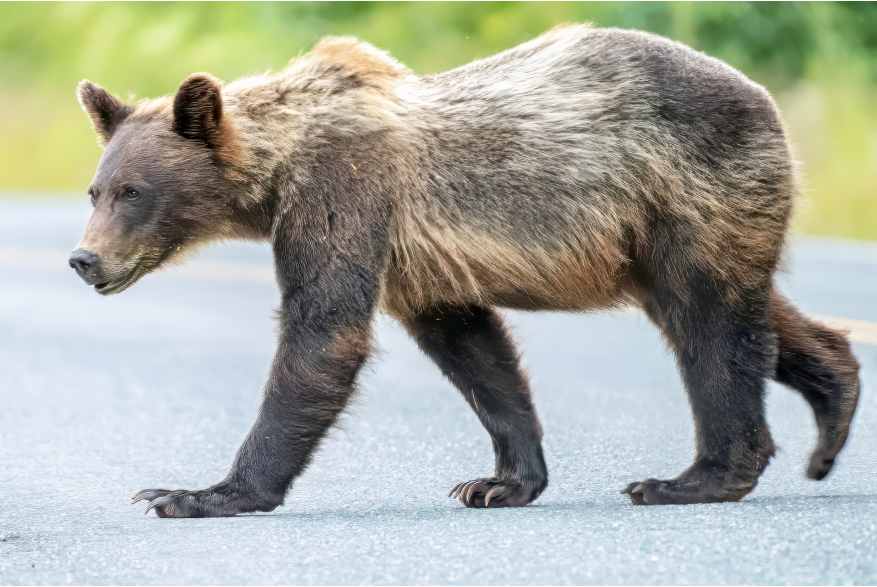 Bear on the road near Chilkoot Lake