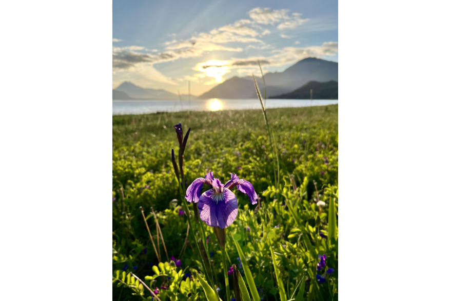 Chilkat Wild Iris