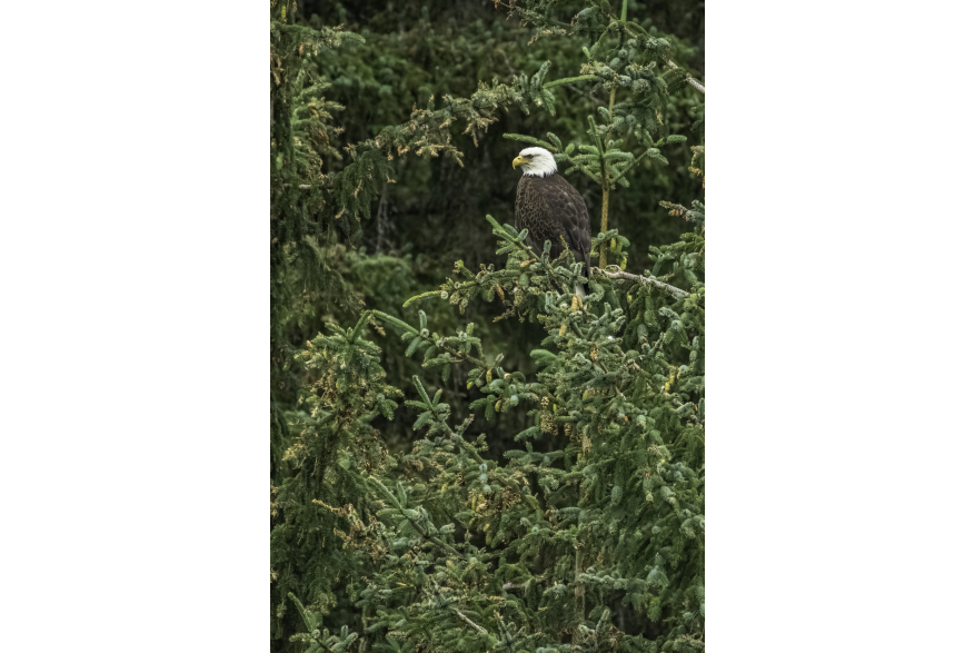 Eagle in a tree near Chilkoot Lake