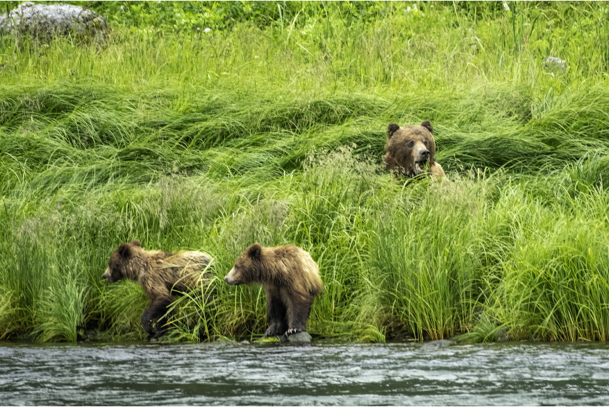 Mama bear and her two cubs at waters edge