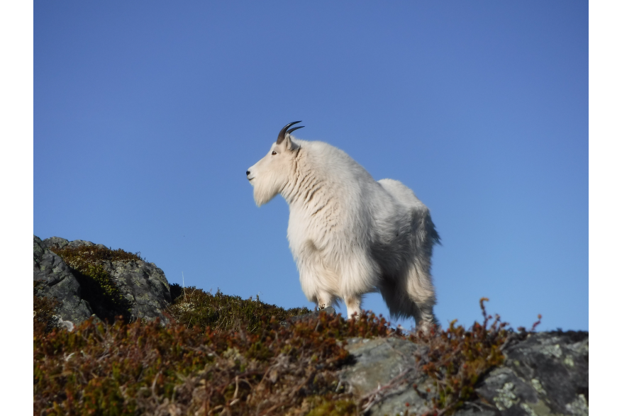 Mountain Goat at ten feet distant. Mt. Ripinski.