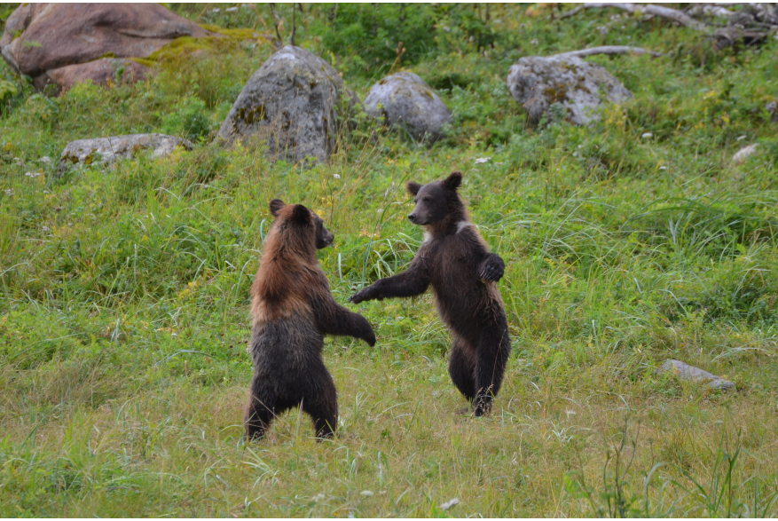 two brown bear cubs dancing