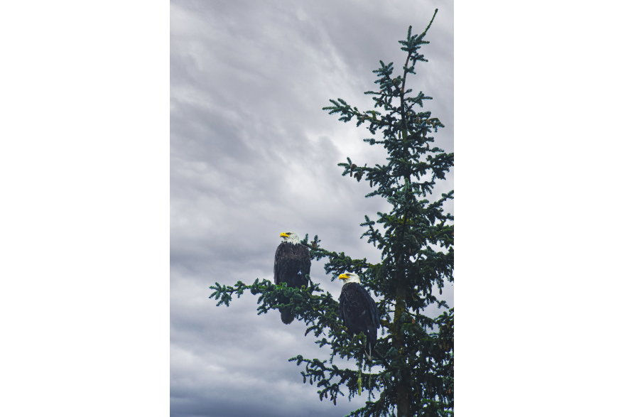 Male and Female Eagle sitting in a tree by the river