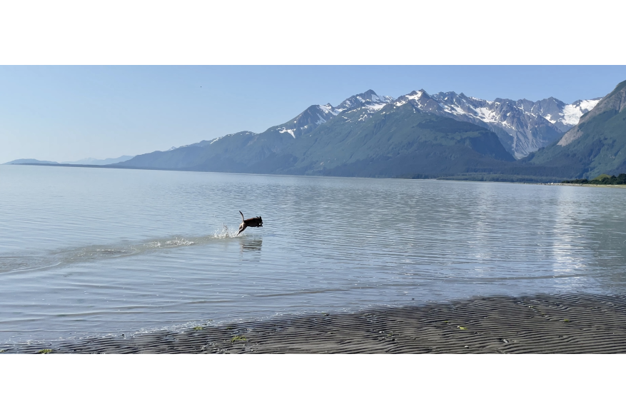 Fun at dog beach