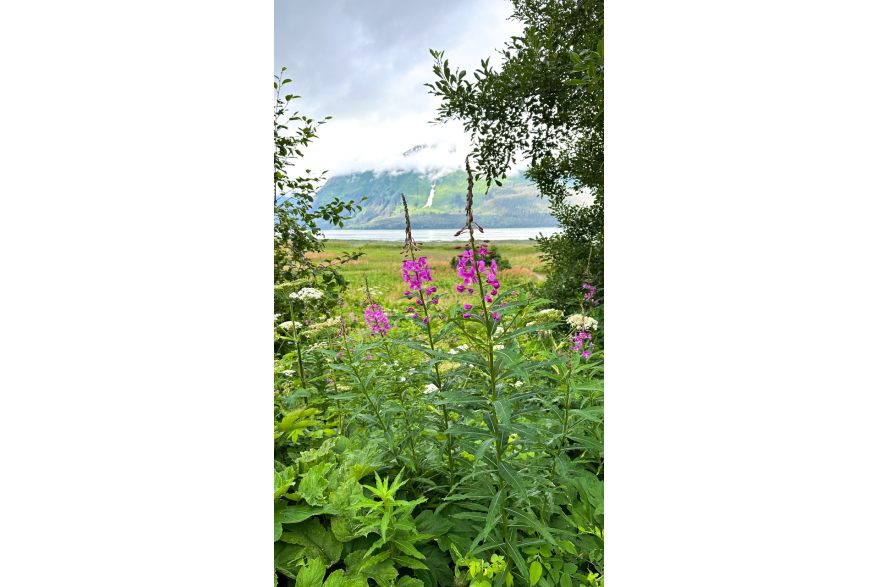 Fireweed and the Chilkat Mountains