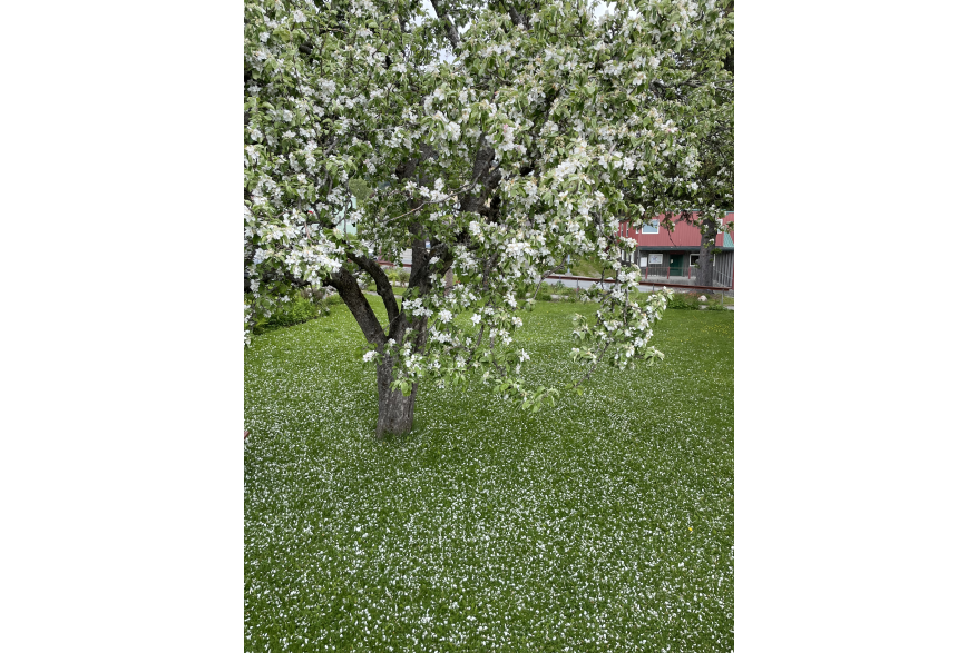 Apple blossoms from the Anway apple tree at the Sheldon museum