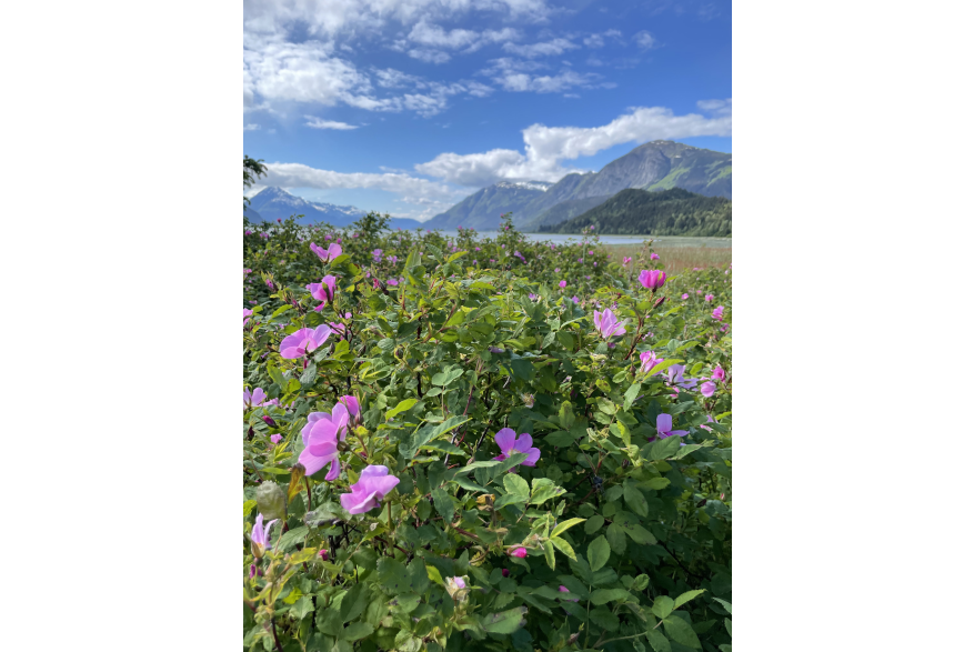 Flowers & Mountains