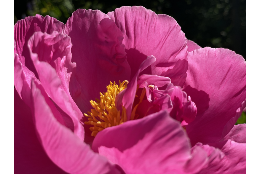 Peony Love