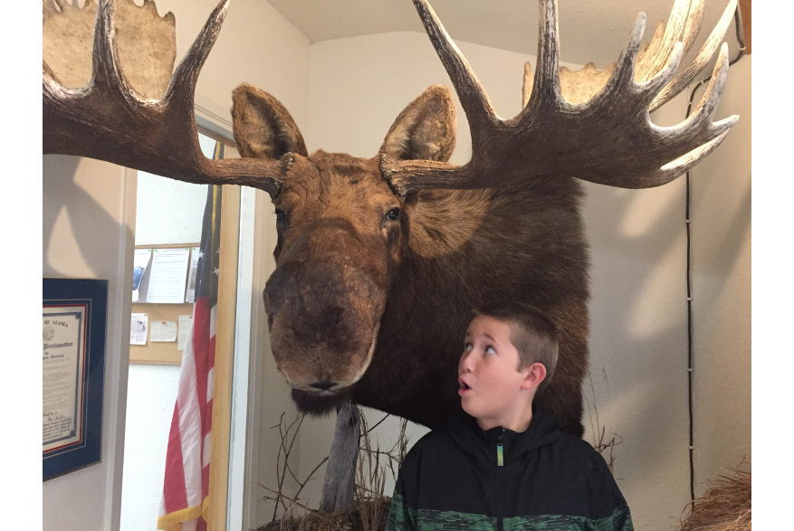 Bull Moose at Bald Eagle Foundation