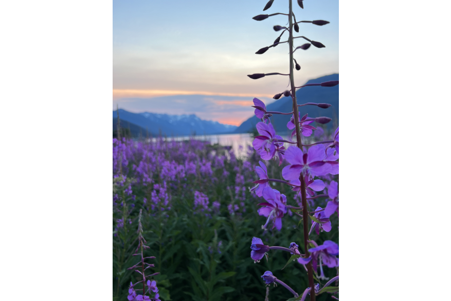 Fireweed