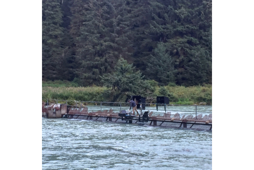 Biologist checking the Chilkoot weir