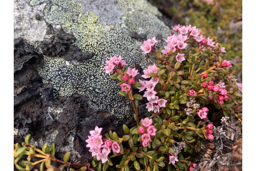 Tiny little universe in Haines Pass
