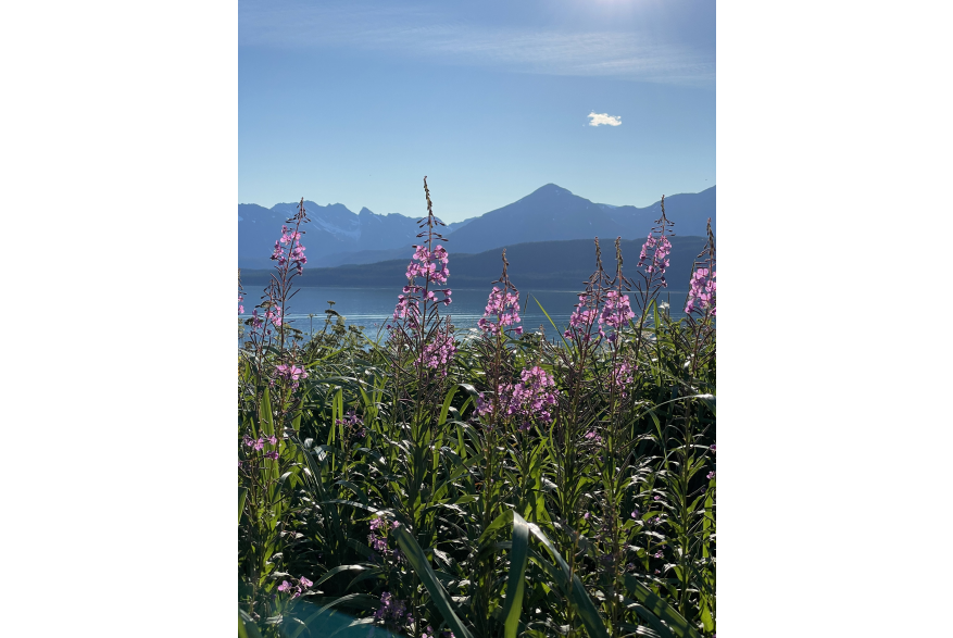 Fireweed on Eldred Rock