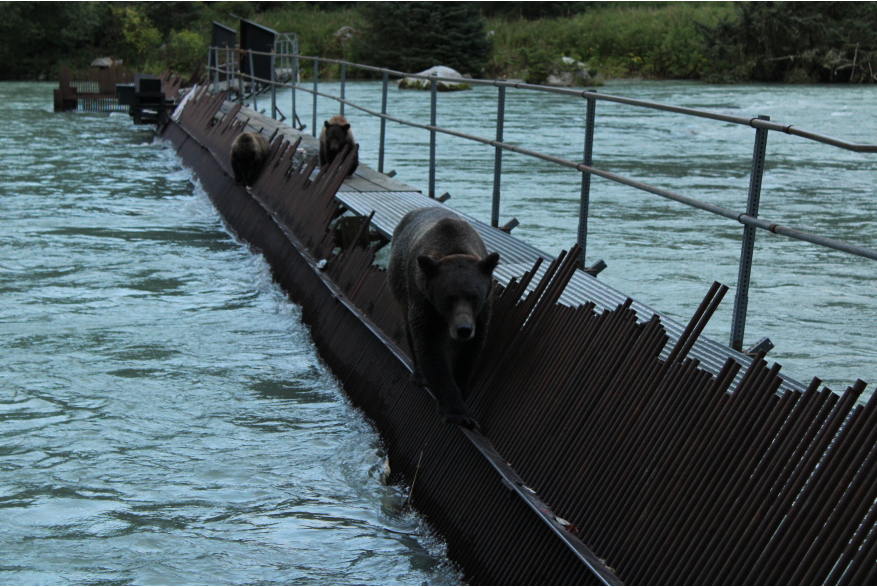 Brown bear and her two cubs on the weir on Chilkoot River