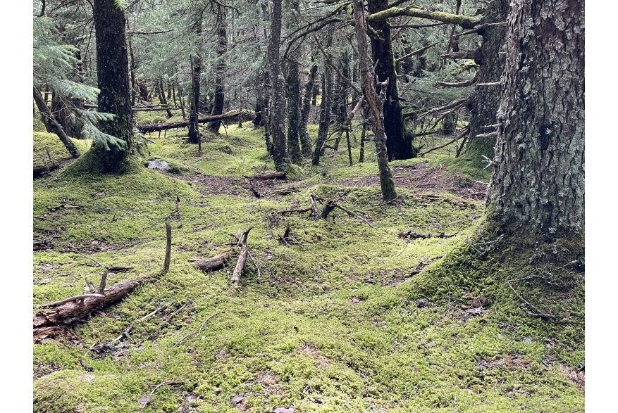 Hiking in the woods Chilkat state park