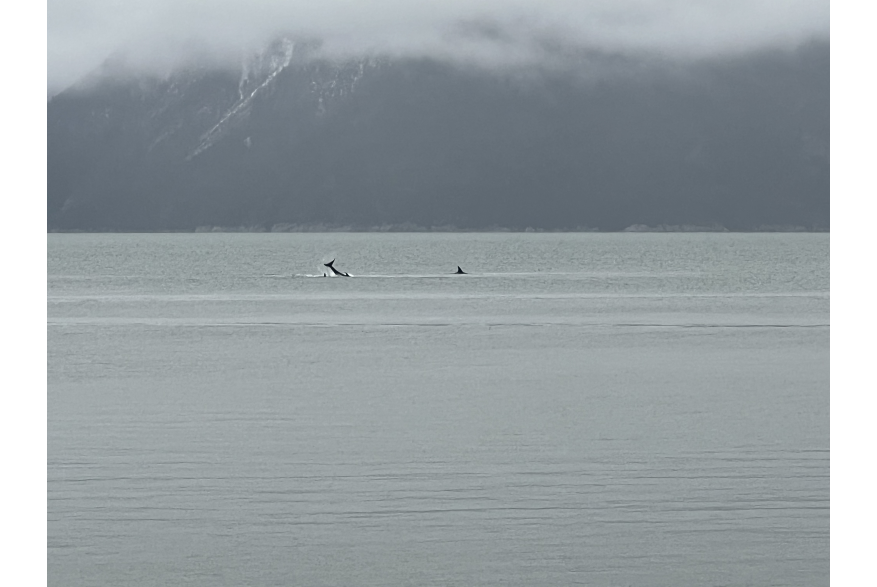 Orcas in the harbor