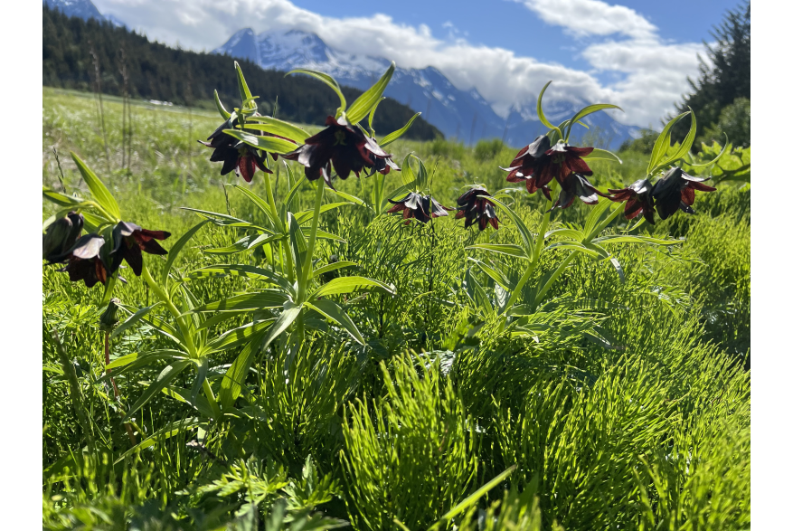 Chocolate Lilly’s, wildflowers