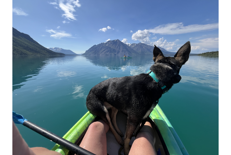 dog on kayak nose fjord waters