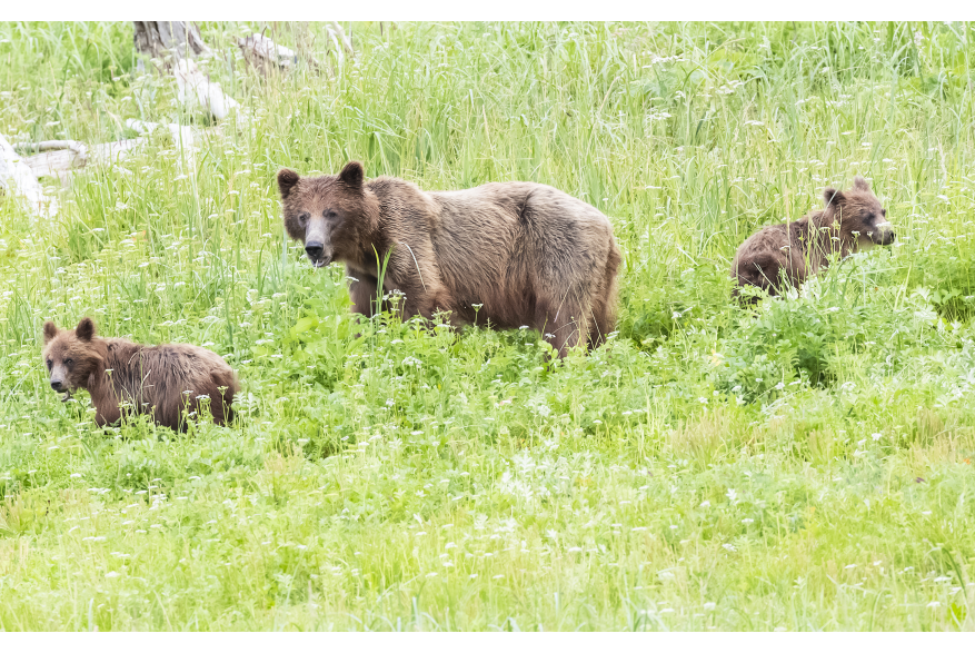 This is the Sow with 2 cubs in the Chilkoot River