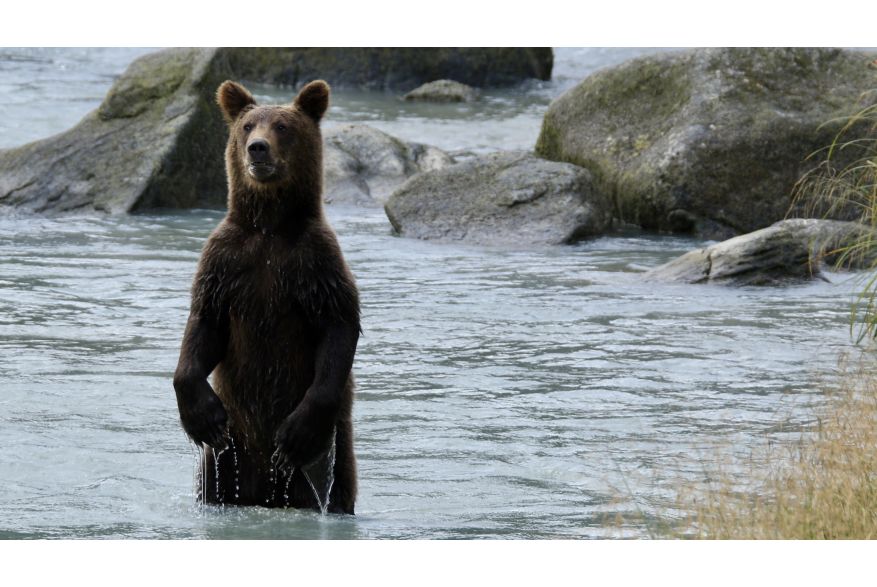 bear in water near Lukat Inlet