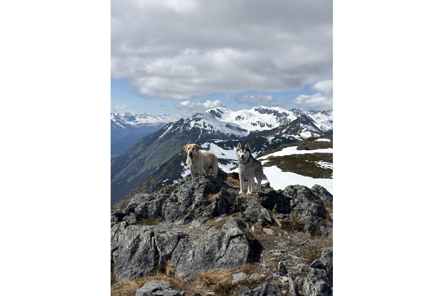 Dogs Hiking top of mountain ridge