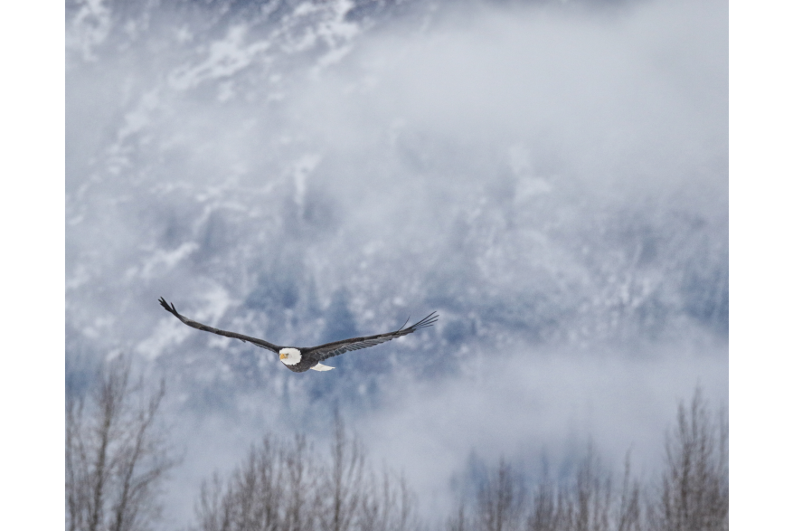 Eagle soaring above Chilkat River