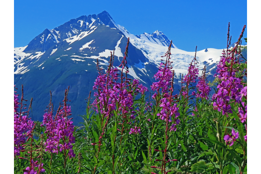 Fireweed with mountains back drop