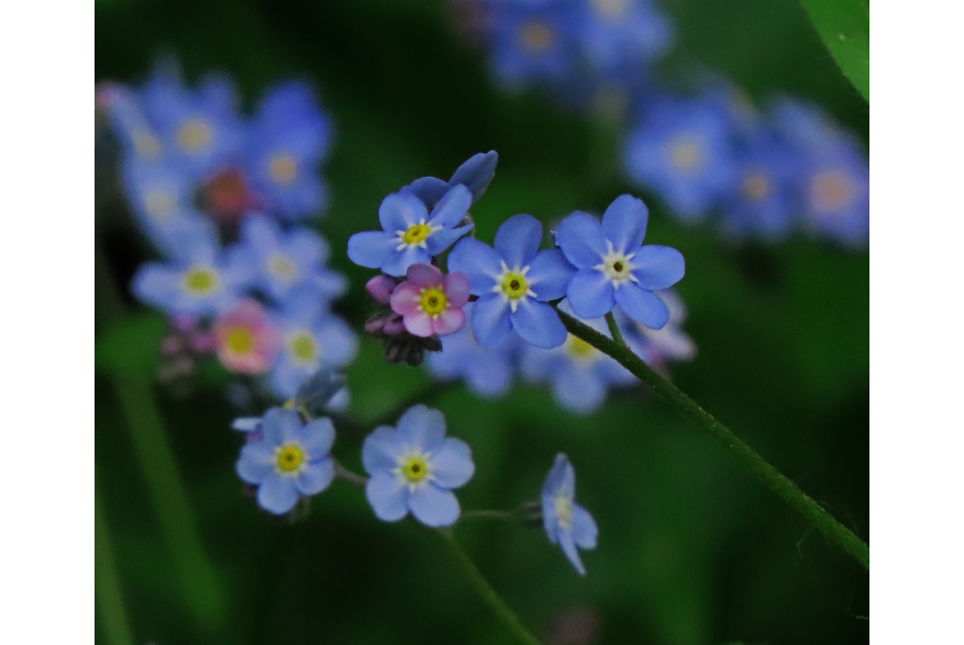 Forget-Me-Not flowers