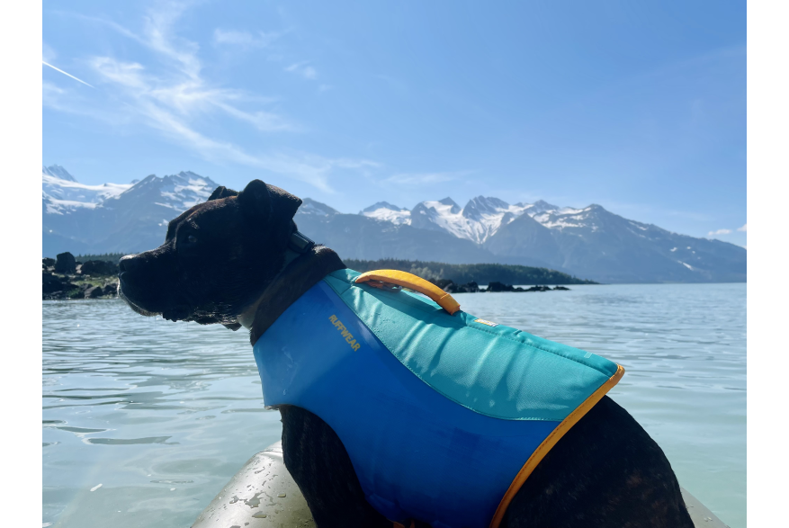 Dog friendly rafting