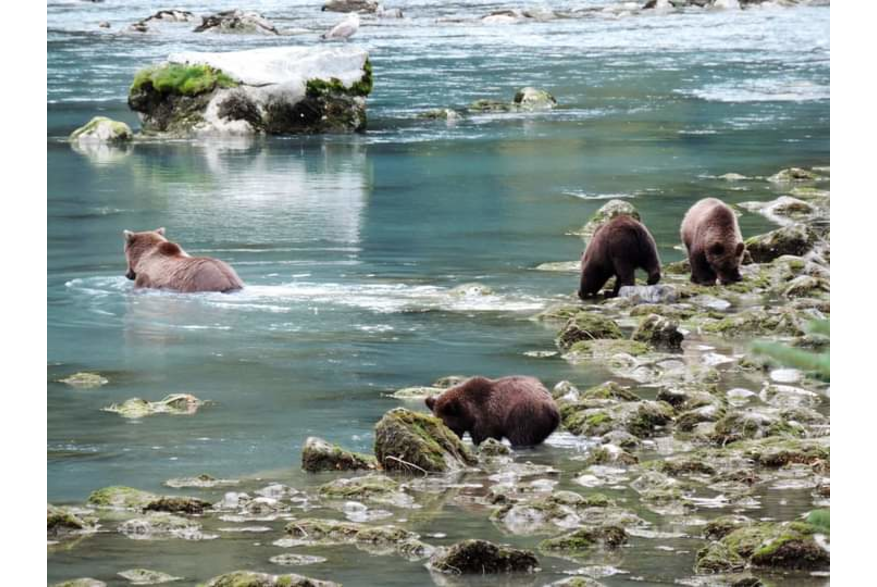 four brown bears at Chilkoot River