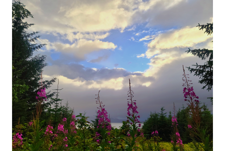 The flowers that can tell you the season