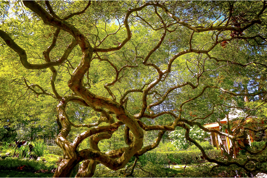 Green Trees in the back with foreground as the swirly branches