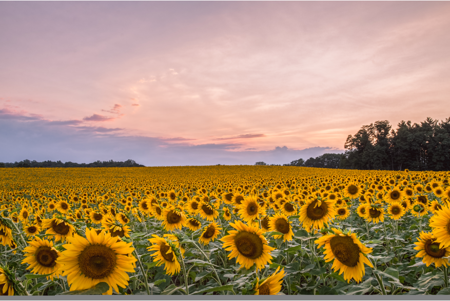 Sunflowers Hessrd2200